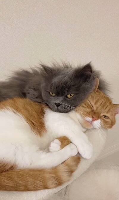 赤ちゃんの頃から仲良しな2匹の猫が『大きくなった』結果…あまりにも尊い『現在の姿』が92万再生「本当に純粋な愛」「素晴らしい」と絶賛