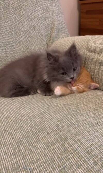 赤ちゃんの頃から仲良しな2匹の猫が『大きくなった』結果…あまりにも尊い『現在の姿』が92万再生「本当に純粋な愛」「素晴らしい」と絶賛