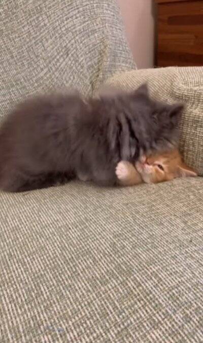 赤ちゃんの頃から仲良しな2匹の猫が『大きくなった』結果…あまりにも尊い『現在の姿』が92万再生「本当に純粋な愛」「素晴らしい」と絶賛