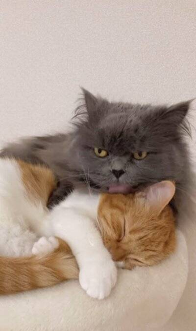 赤ちゃんの頃から仲良しな2匹の猫が『大きくなった』結果…あまりにも尊い『現在の姿』が92万再生「本当に純粋な愛」「素晴らしい」と絶賛