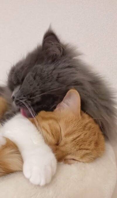 赤ちゃんの頃から仲良しな2匹の猫が『大きくなった』結果…あまりにも尊い『現在の姿』が92万再生「本当に純粋な愛」「素晴らしい」と絶賛