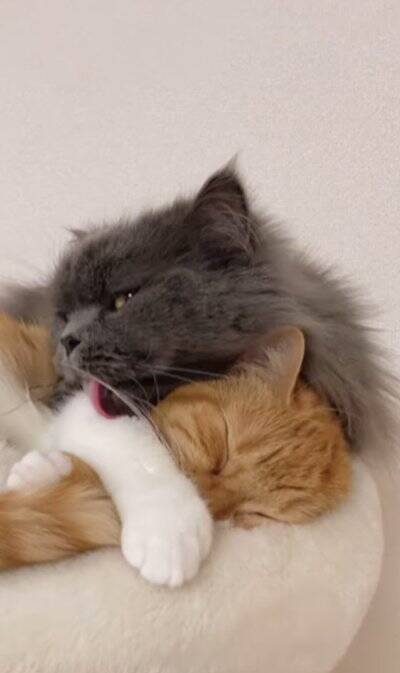 赤ちゃんの頃から仲良しな2匹の猫が『大きくなった』結果…あまりにも尊い『現在の姿』が92万再生「本当に純粋な愛」「素晴らしい」と絶賛