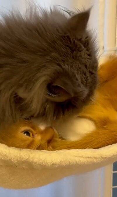 赤ちゃんの頃から仲良しな2匹の猫が『大きくなった』結果…あまりにも尊い『現在の姿』が92万再生「本当に純粋な愛」「素晴らしい」と絶賛