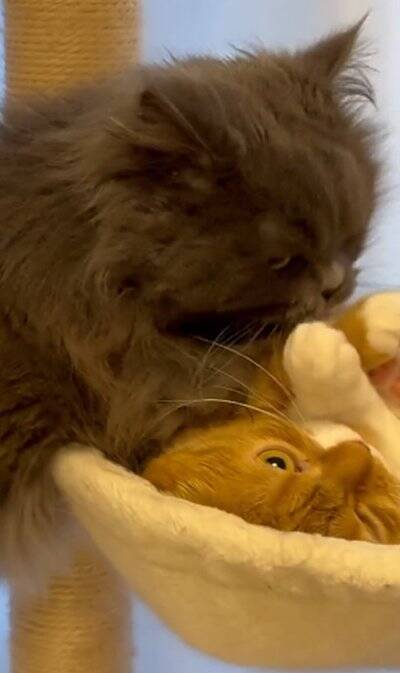 赤ちゃんの頃から仲良しな2匹の猫が『大きくなった』結果…あまりにも尊い『現在の姿』が92万再生「本当に純粋な愛」「素晴らしい」と絶賛