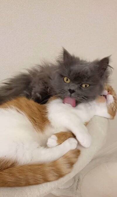 赤ちゃんの頃から仲良しな2匹の猫が『大きくなった』結果…あまりにも尊い『現在の姿』が92万再生「本当に純粋な愛」「素晴らしい」と絶賛