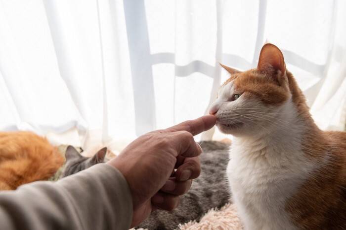 猫がいる家で『アロマ』が絶対NGな理由3つ　知っておくべき危険性と対処法も解説