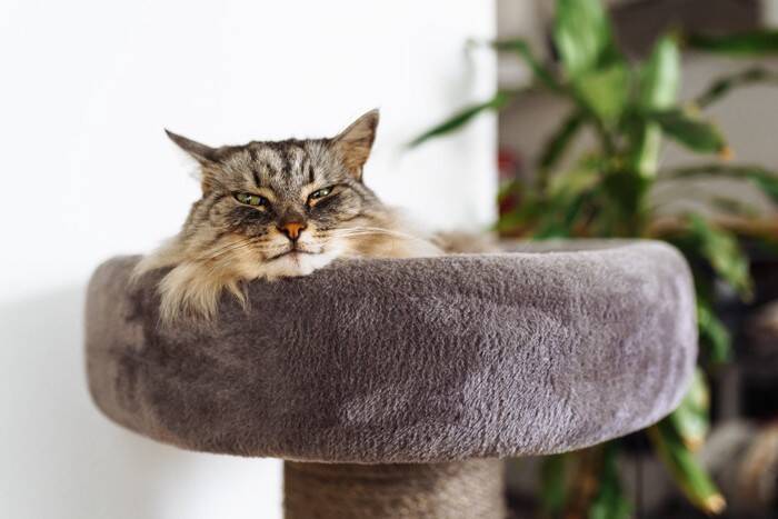 猫がいる家で『アロマ』が絶対NGな理由3つ　知っておくべき危険性と対処法も解説