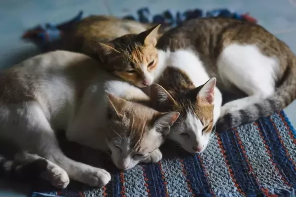 猫の『毛柄』が色とりどりな理由5つ　模様が分かれる原因から性格への影響まで