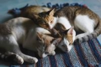 猫の『毛柄』が色とりどりな理由5つ　模様が分かれる原因から性格への影響まで