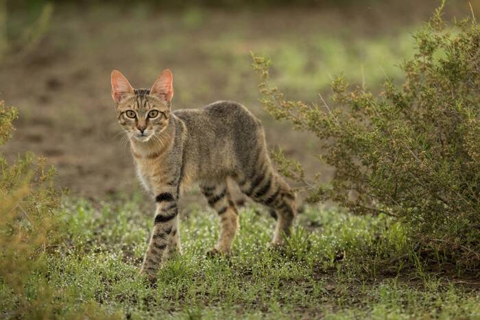 猫の『毛柄』が色とりどりな理由5つ　模様が分かれる原因から性格への影響まで