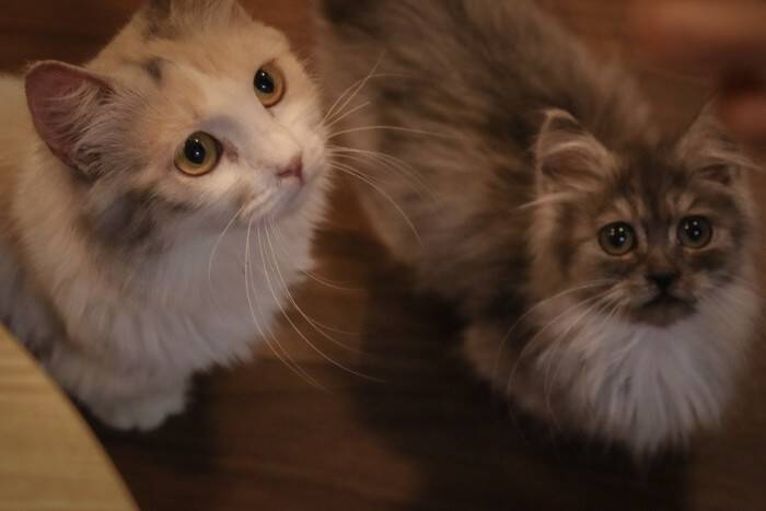 猫の『毛柄』が色とりどりな理由5つ　模様が分かれる原因から性格への影響まで