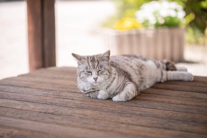 猫の『毛柄』が色とりどりな理由5つ　模様が分かれる原因から性格への影響まで