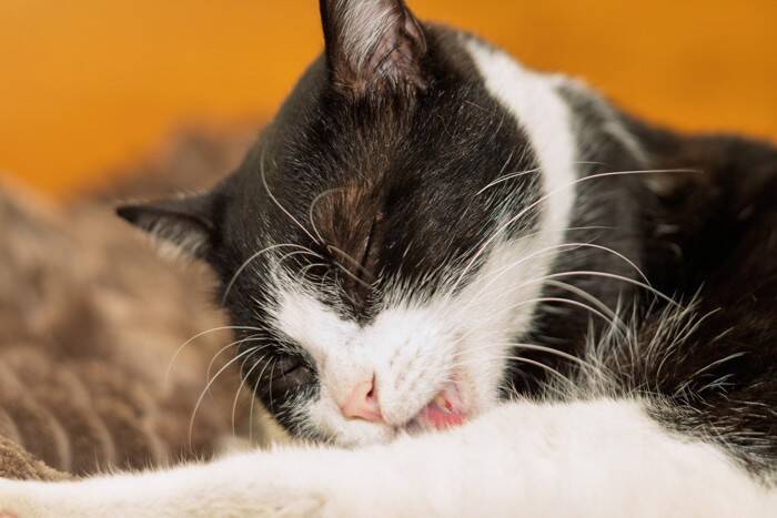 猫の『毛柄』が色とりどりな理由5つ　模様が分かれる原因から性格への影響まで