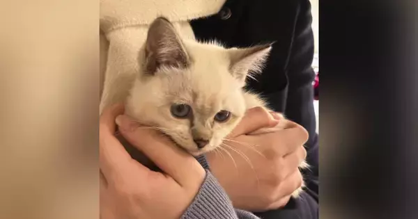 『うちで育てたい』野良の子猫を連れて帰ってきた娘に、『猫が苦手な母』は…思わず涙が出る展開が39万再生「なんて素敵」「愛が溢れてる」