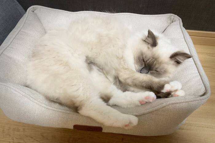 猫との『お別れの時間』が迫っているときにすべきこと4つ　後悔のない最期を迎えるために