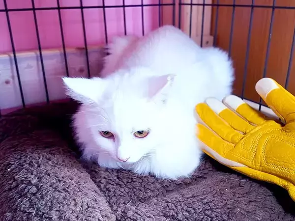 人間を信じられず、威嚇していた保護猫→諦めずにコミュニケーションを取った結果…『幸せな結末』に感動「どんどん優しいお顔に」「良かったね」