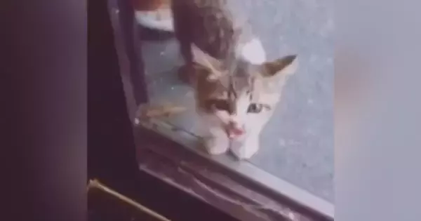 突然玄関に現れて『鳴いていた子猫』→ご飯をあげてみると……『心温まる話』が77万再生「NNN絶対あると思う」「ありがとう」と反響