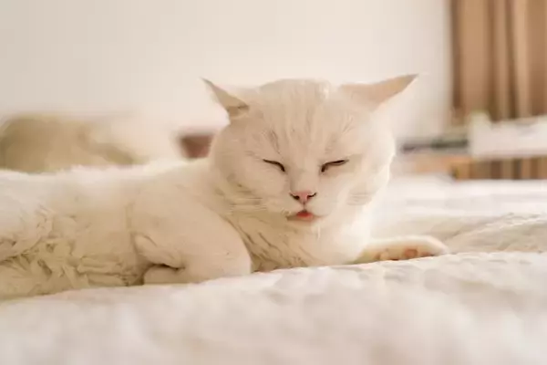 猫の『よだれ』が多く垂れているときの原因3つ　病気のリスクから取るべき対処法まで解説