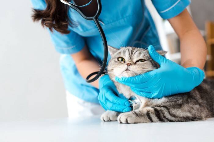 猫の『よだれ』が多く垂れているときの原因3つ　病気のリスクから取るべき対処法まで解説