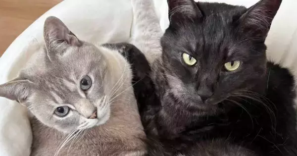 里親から送られてきた『猫の様子』を見たら、『２匹のしっぽ』が……『奇跡的な瞬間』に６万いいね「うわぁ〜良い」「幸せもらえた」