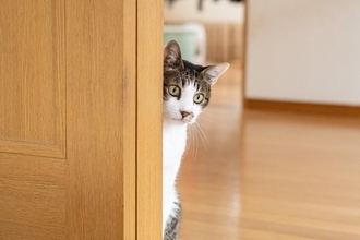 猫から『頼りない』と思われる人の特徴5つ　ガッカリさせるワケや信頼してもらうコツ