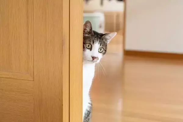猫から『頼りない』と思われる人の特徴5つ　ガッカリさせるワケや信頼してもらうコツ