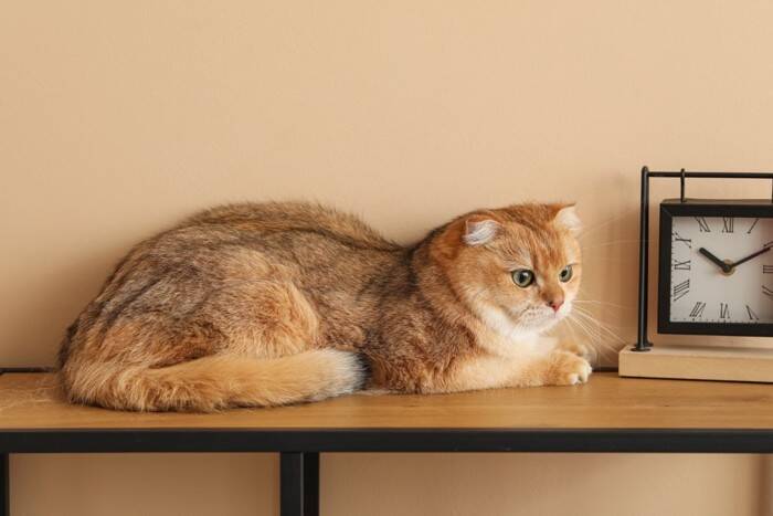 猫から『頼りない』と思われる人の特徴5つ　ガッカリさせるワケや信頼してもらうコツ