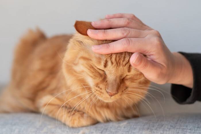 猫から『頼りない』と思われる人の特徴5つ　ガッカリさせるワケや信頼してもらうコツ