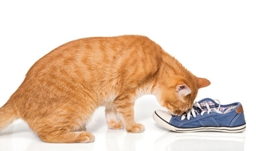 顔を寄せて抱きついて♡「飼い主の靴を深く愛する」猫さんに、ネット民が歓喜