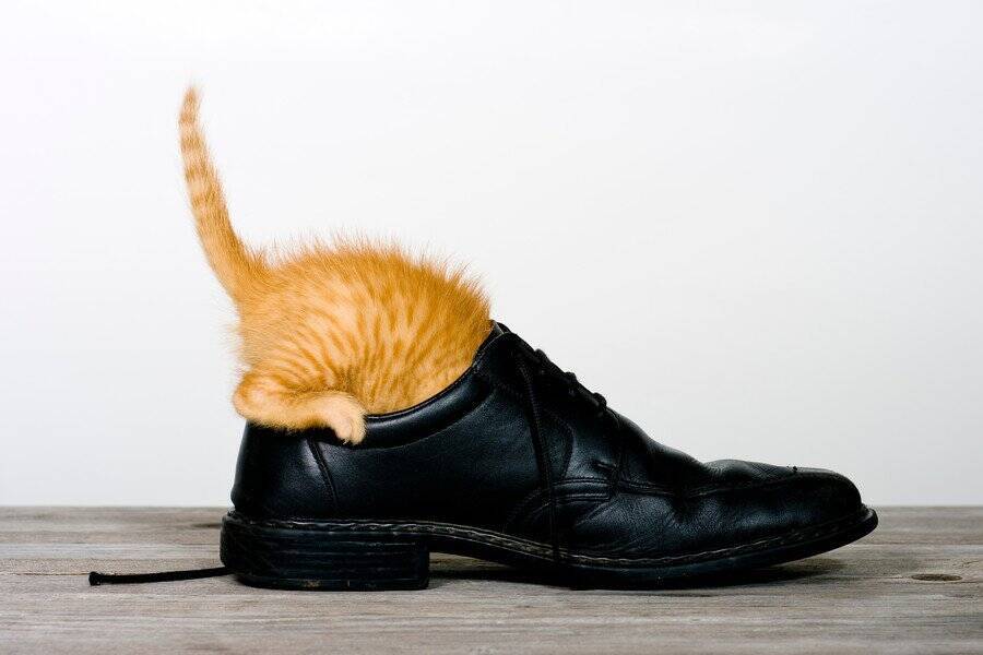 顔を寄せて抱きついて♡「飼い主の靴を深く愛する」猫さんに、ネット民が歓喜