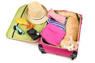 旅行中に空港で行方不明になった猫が、16日ぶりに発見され、無事に飼い主さんの元へ戻る　カナダ