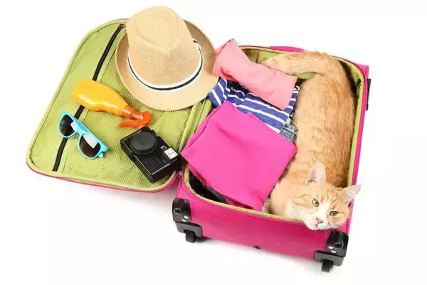 旅行中に空港で行方不明になった猫が、16日ぶりに発見され、無事に飼い主さんの元へ戻る　カナダ