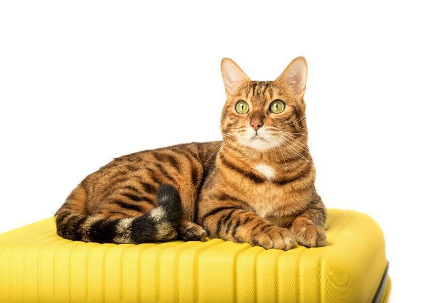 旅行中に空港で行方不明になった猫が、16日ぶりに発見され、無事に飼い主さんの元へ戻る　カナダ