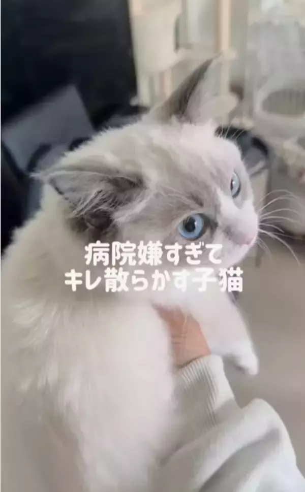 動物病院が嫌すぎる子猫→診察が終わった瞬間に……『反則的に可愛い仕草』が140万再生「感情が伝わってきたｗ」「よく頑張ったねｗ」