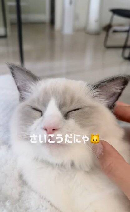 動物病院が嫌すぎる子猫→診察が終わった瞬間に……『反則的に可愛い仕草』が140万再生「感情が伝わってきたｗ」「よく頑張ったねｗ」