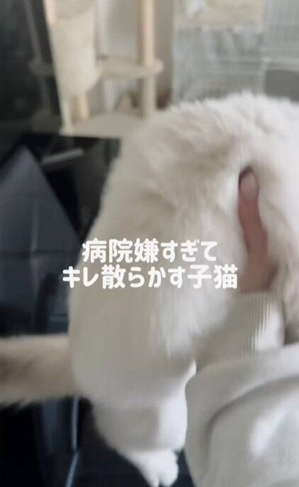 動物病院が嫌すぎる子猫→診察が終わった瞬間に……『反則的に可愛い仕草』が140万再生「感情が伝わってきたｗ」「よく頑張ったねｗ」