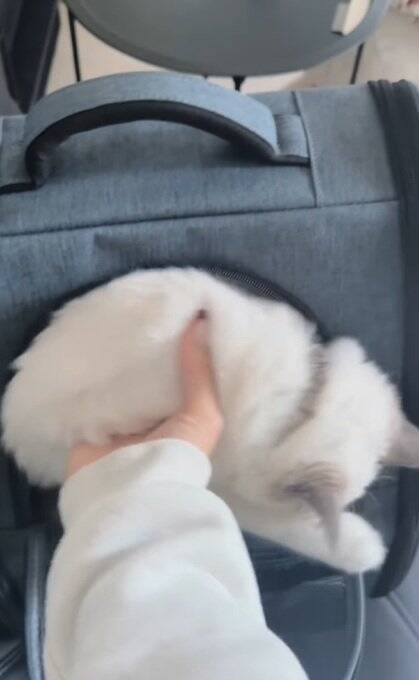 動物病院が嫌すぎる子猫→診察が終わった瞬間に……『反則的に可愛い仕草』が140万再生「感情が伝わってきたｗ」「よく頑張ったねｗ」