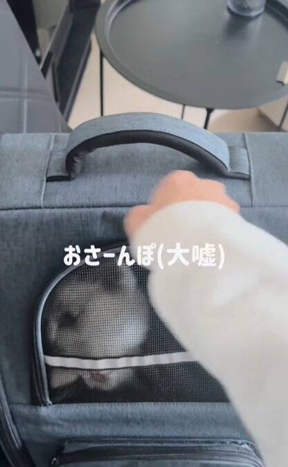 動物病院が嫌すぎる子猫→診察が終わった瞬間に……『反則的に可愛い仕草』が140万再生「感情が伝わってきたｗ」「よく頑張ったねｗ」