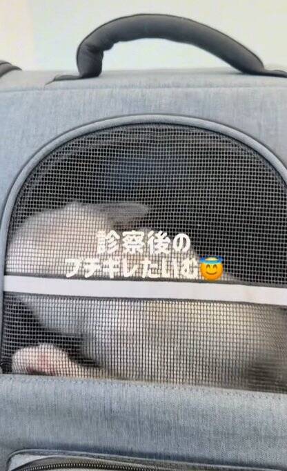 動物病院が嫌すぎる子猫→診察が終わった瞬間に……『反則的に可愛い仕草』が140万再生「感情が伝わってきたｗ」「よく頑張ったねｗ」