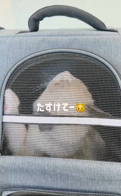 動物病院が嫌すぎる子猫→診察が終わった瞬間に……『反則的に可愛い仕草』が140万再生「感情が伝わってきたｗ」「よく頑張ったねｗ」