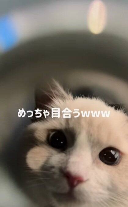 動物病院が嫌すぎる子猫→診察が終わった瞬間に……『反則的に可愛い仕草』が140万再生「感情が伝わってきたｗ」「よく頑張ったねｗ」