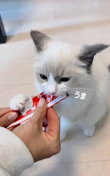 動物病院が嫌すぎる子猫→診察が終わった瞬間に……『反則的に可愛い仕草』が140万再生「感情が伝わってきたｗ」「よく頑張ったねｗ」