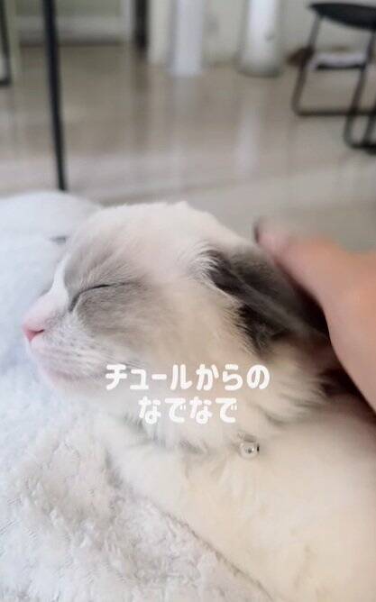 動物病院が嫌すぎる子猫→診察が終わった瞬間に……『反則的に可愛い仕草』が140万再生「感情が伝わってきたｗ」「よく頑張ったねｗ」
