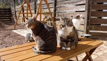 『泥んこになった猫』を洗っていたら…マイペースな姿が微笑ましいと笑顔になる人続出「笑ってしまった」「脱走を試みるｗ」と9万再生