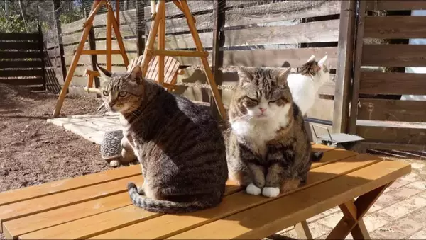 『泥んこになった猫』を洗っていたら…マイペースな姿が微笑ましいと笑顔になる人続出「笑ってしまった」「脱走を試みるｗ」と9万再生