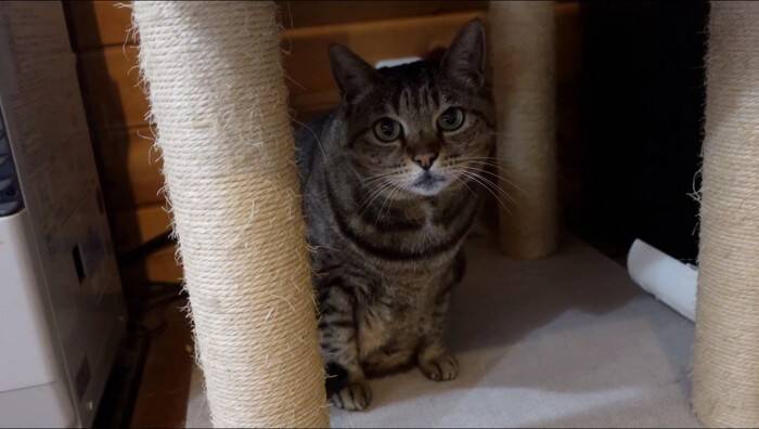 『泥んこになった猫』を洗っていたら…マイペースな姿が微笑ましいと笑顔になる人続出「笑ってしまった」「脱走を試みるｗ」と9万再生