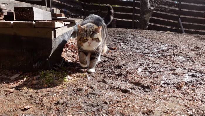 『泥んこになった猫』を洗っていたら…マイペースな姿が微笑ましいと笑顔になる人続出「笑ってしまった」「脱走を試みるｗ」と9万再生