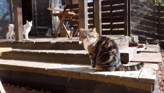 『泥んこになった猫』を洗っていたら…マイペースな姿が微笑ましいと笑顔になる人続出「笑ってしまった」「脱走を試みるｗ」と9万再生