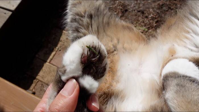 『泥んこになった猫』を洗っていたら…マイペースな姿が微笑ましいと笑顔になる人続出「笑ってしまった」「脱走を試みるｗ」と9万再生