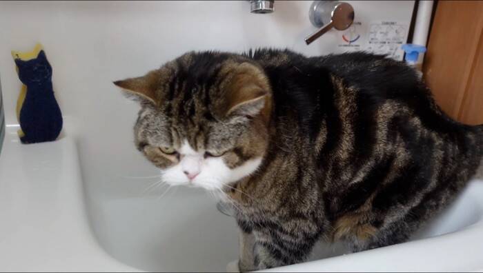 『泥んこになった猫』を洗っていたら…マイペースな姿が微笑ましいと笑顔になる人続出「笑ってしまった」「脱走を試みるｗ」と9万再生